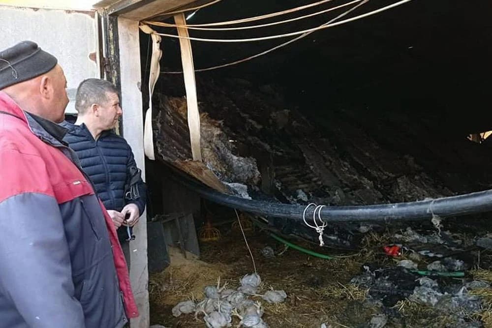 igrjela farma pilića