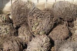 JERIHONSKA RUŽA simbol sreće, snage i mira - Jedna od rijetkih biljaka koje mogu da prežive isušivanje