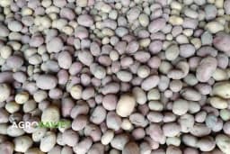 Krompir u ishrani stoke