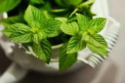 Uz pomoć mente otjerajte insekte iz vašeg doma