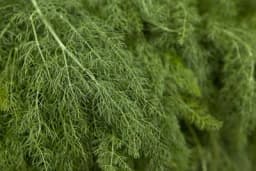 BILJKA KOJA ČUVA ZDRAVLJE - Evo za koje se sve bolesti i tegobe koristi MIROĐIJA