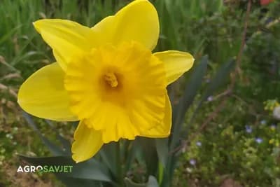 Bijeli, žuti, narandžasti: Narcis, proljećni cvijet izrastao iz legende
