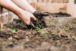 Zašto Nijemci u baštama namjerno gaje korov: Počnite i vi!