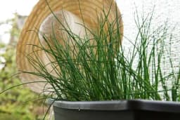 Vlasac se sada sadi u bašte i saksije