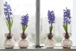 Popularna tehnika uzgoja zumbula u vodi