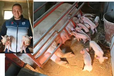 Nesvakidašnji događaj na farmi porodice Šukalo - Krmača oprasila 29 prasića
