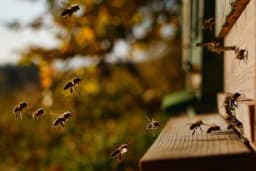 Radovi u pčelinjaku u aprilu