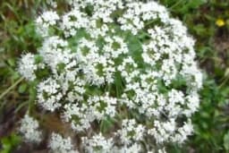 Raskovnik - Nosi se kao amajlija, štiti od nesreće i zlih namera ljudi