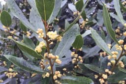 Najveća pomoć bubrezima i organima za varenje, a pomaže i kod zarastanja rana