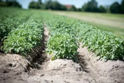 Zagrtanje krompira za uspješno gajenje i visoke prinose