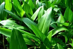 Čudo iz prirode - Ljekovita moć srijemuša i kako ga razlikovati od otrovnog dvojnika