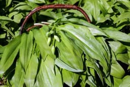 Zbog čega bi srijemuš trebalo uvrstiti u ishranu - Svi zdravstveni benefiti samonikle biljke