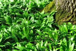 Pesto od srijemuša: Sos od najzdravije proljećne biljke