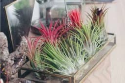 San svih ljubitelja biljaka - Upoznajte jednu kojoj ne trebaju ni zemlja ni saksija