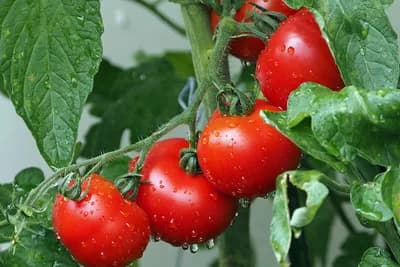 Šest biljaka koje nije dobro sadatiti blizu PARADAJZA - Prinos će vas iznenaditi!