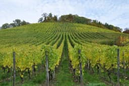 Izbor položaja za podizanje vinograda