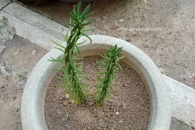 Austrocylindropuntia subulata - Kako se gaji kaktus minimalnih zahtjeva