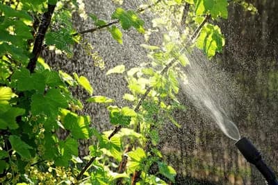 Najbolji organski pesticidi koje možete napraviti sami