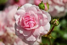 Njega i rezidba grmolikih ruža