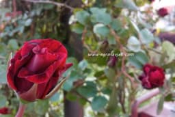 Ruže - Mirisni ukras svakog dvorišta