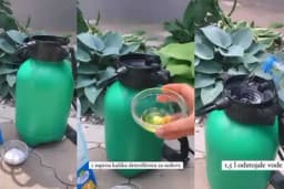 Kako se riješiti biljnih vaši na ružama?