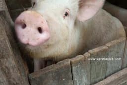 Izgled zdravih i bolesnih životinja