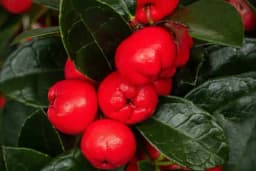 Medvjeđe grožđe upravo cvjeta, naberite ga jer treba da ga ima svaka kuća