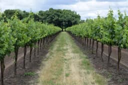 Grahorice u vinogradu i voćnjaku su poželjne