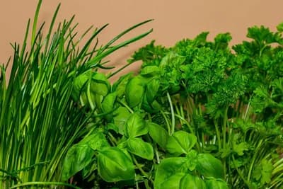 KAKO DA UZGOJITE ZAČINSKO BILJE NA TERASI: Sa ovom metodom nema greške, uspijeva čak i početnicima!