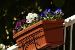 5 vrsta najotpornijeg balkonskog cvijeća /FOTO/