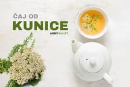 Čaj od kunice i njegova ljekovita svojstva
