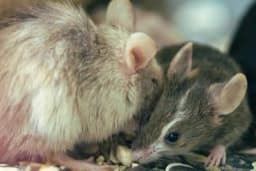 Kako otjerati miševe iz dvorišta zauvijek- Ove 4 biljke ne podnose