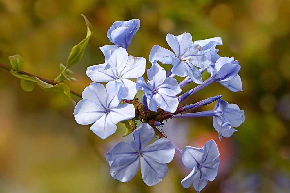 plumbago