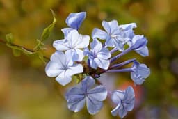 Plumbago - Prelijepi plavi cvijet koji uporno cvjeta
