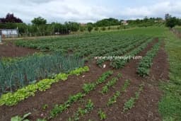 10 korisnih upotreba bijelog sirćeta u bašti