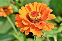 Cinija je cvijet koji treba da ima svaka bašta - Tjera štetočine, privlači oprašivače