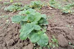 Ljetna sadnja jagoda – Ovo su ključni koraci za uspješan uzgoj