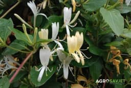 Biljke puzavice za ograde: koje sve možete odabrati?