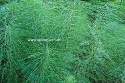 Poljska preslica - Ljekovitost i upotreba