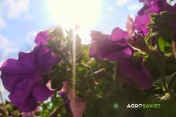 Trik iskusnih cvjećara kako da spasite cvijeće u toku ljetnih vrućina