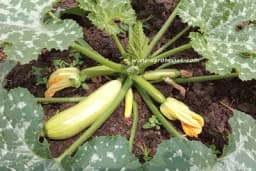 Šest ključnih biljaka za povrtnjak - Brzo rastu, lako se uzgajaju i super su i za početnike