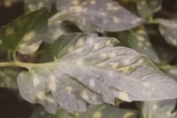 Baršunasta plijesan lista paradajza