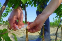 KALEMLJENJE VOĆA: Koje voćke mogu zajedno?