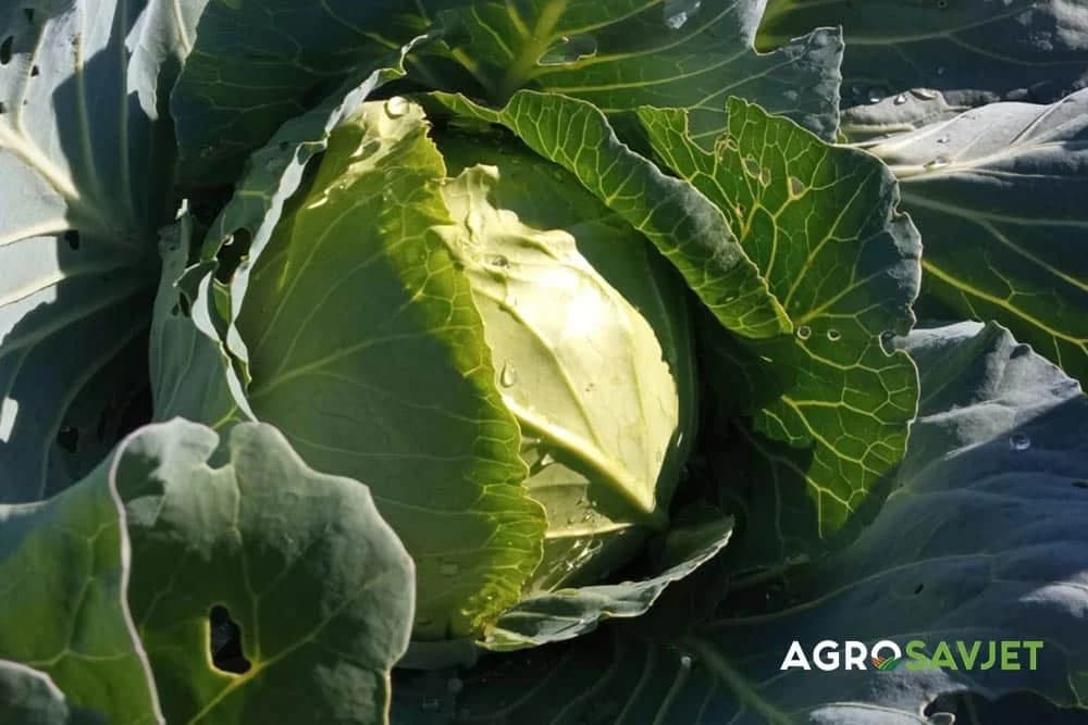 navodnjavanje kupusa