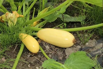 Njega tikvica - Navodnjavanje, prihrana i zaštita