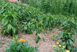 Kako sakupljati i čuvati sjemenke od baštenskih biljaka