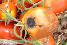 Crna pjegavost lista i ploda - Zašto nastaje i kako se suzbija?