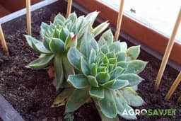 Ovu biljku smatraju čudom prirode: Liječi i žene i muškarce