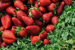 Koje sorte jagode daju veće prinose i kvalitetnije plodove