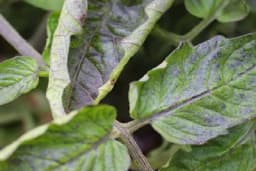 Paradajz je dobio LJUBIČASTO lišće - Šta nam poručuje?